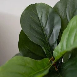 2 Pcs 3 Ft Fiddle Leaf Fig Tree Potted Artificial Plants - Green 14 2 Pcs 3 Ft Fiddle Leaf Fig Tree Potted Artificial Plants - Green -Optimal Home Decoration 2 pcs 3 ft fig tree potted artificial plants green arti pot trop002 s grn 29198782431295
