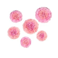 6 Pcs 12" 16" 20" Wide Large Carnations Tissue Paper Flowers 30 6 Pcs 12" 16" 20" Wide Large Carnations Tissue Paper Flowers -Optimal Home Decoration 6 pcs 12 16 20 wide large carnations tissue paper flowers pom flo04 1220 046 28992043909183