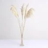 6 Pcs 32" Natural Pampas Grass Sprays Dried Plant Stems