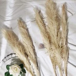 6 Pcs 49" Natural Pampas Grass Sprays Dried Plant Stems -Optimal Home Decoration 6 pcs 49 natural pampas grass sprays dried plant stems 28971163844671