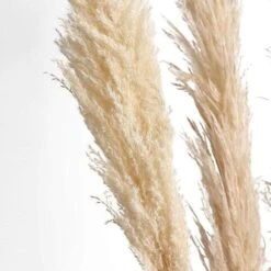 6 Pcs 49" Natural Pampas Grass Sprays Dried Plant Stems -Optimal Home Decoration 6 pcs 49 natural pampas grass sprays dried plant stems 28971168923711