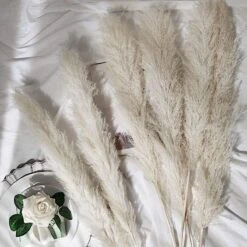 6 Pcs 49" Natural Pampas Grass Sprays Dried Plant Stems -Optimal Home Decoration 6 pcs 49 natural pampas grass sprays dried plant stems 28971171315775