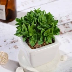 Set Of 3 4" Tall Faux Crassula Succulent Plants With Off White Ceramic Pots - Green 11 Set Of 3 4" Tall Faux Crassula Succulent Plants With Off White Ceramic Pots - Green -Optimal Home Decoration set of 3 4 tall faux crassula succulent plants with off white ceramic pots green arti suc pt013 asst 4763772682303