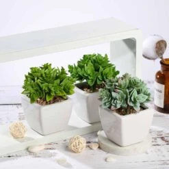 Set Of 3 4" Tall Faux Crassula Succulent Plants With Off White Ceramic Pots - Green 10 Set Of 3 4" Tall Faux Crassula Succulent Plants With Off White Ceramic Pots - Green -Optimal Home Decoration set of 3 4 tall faux crassula succulent plants with off white ceramic pots green arti suc pt013 asst 4763773239359