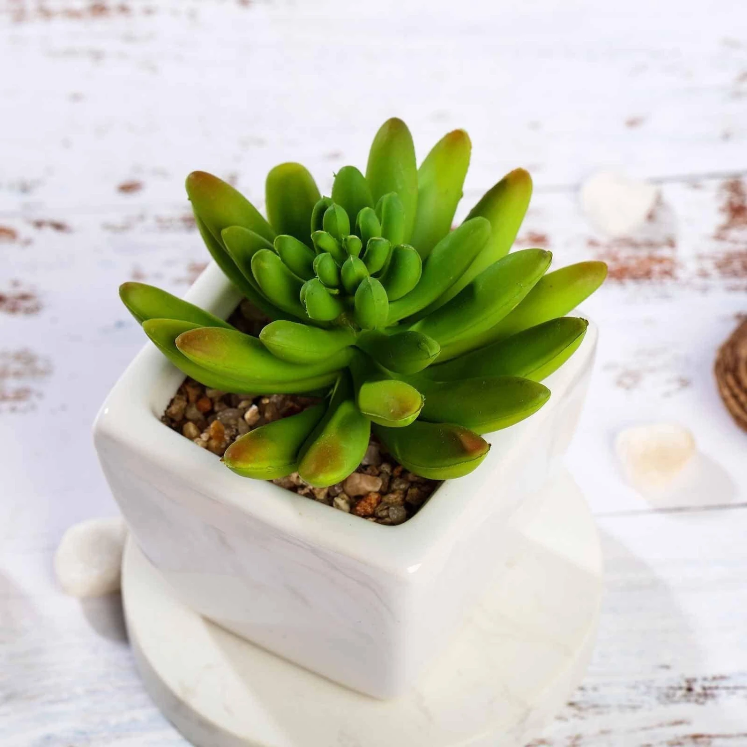 Set Of 3 4" Tall Faux Cute Crassula Succulent Plants With Off White Ceramic Pots - Assorted Colors 6 Set Of 3 4" Tall Faux Cute Crassula Succulent Plants With Off White Ceramic Pots - Assorted Colors - Image 4