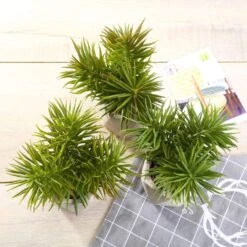 Set Of 3 8" Tall Faux Crassula Succulent Plants With Ceramic Pots - Assorted Colors 10 Set Of 3 8" Tall Faux Crassula Succulent Plants With Ceramic Pots - Assorted Colors -Optimal Home Decoration set of 3 8 tall faux crassula succulent plants with ceramic pots assorted colors arti suc pt002 asst 28501036040255